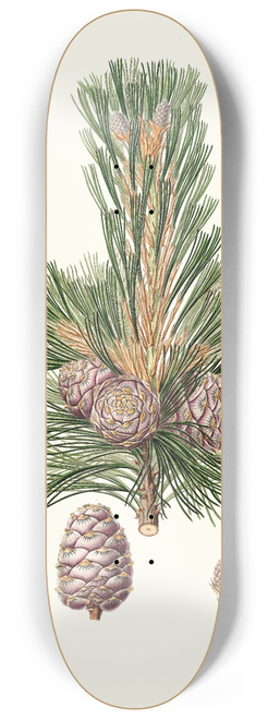 Aylmer Bourke Lambert - Pinus cembra = Siberian stone pine. 8.25 inch art skate deck
