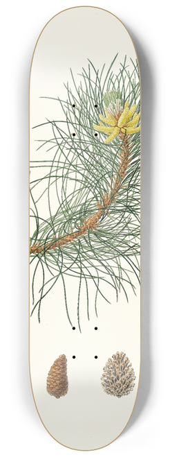 Aylmer Bourke Lambert - Pinus laricio = Corsican pine 8.25 inch art skate deck