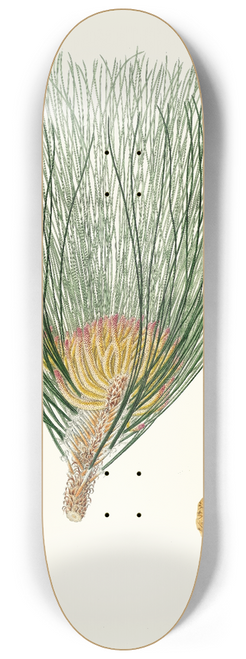 Aylmer Bourke Lambert - Pinus palustris = Swamp pine 8.25 inch art skate deck