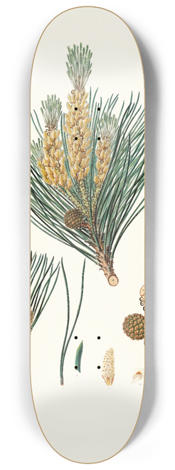 Aylmer Bourke Lambert - Pinus pinea = The stone pine 8.25 inch art skate deck