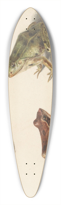 Albertus Steenbergen - Blad met studie van een bruine landkikker rechts, links een groene waterkikker 39.3 inch art pintail longboard deck
