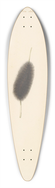 Albertus Steenbergen - Studieblad met rups, cocon en nachtvlinder met uitgespreide vleugels van de Aretia Menthastri 39.3 inch art pintail longboard deck