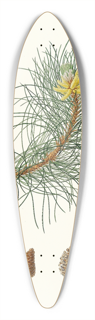 Aylmer Bourke Lambert - Pinus laricio = Corsican pine 39.3 inch art pintail longboard deck