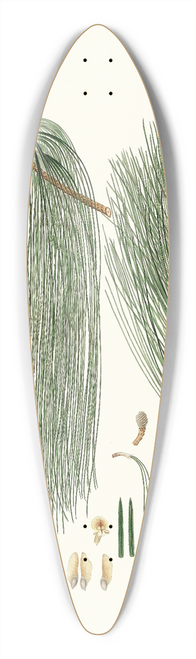 Aylmer Bourke Lambert - Pinus longifolia = Long-leaved Indian pine 39.3 inch art pintail longboard deck