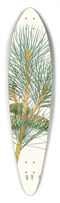 Aylmer Bourke Lambert - Pinus pallasiana = Tartarian pine. 39.3 inch art pintail longboard deck