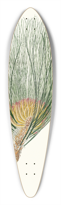 Aylmer Bourke Lambert - Pinus palustris = Swamp pine 39.3 inch art pintail longboard deck
