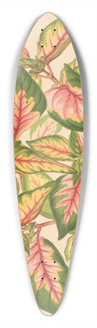 Charles Antoine Lemaire - Alternanthera amabilis tricolor 39.3 inch art pintail longboard deck