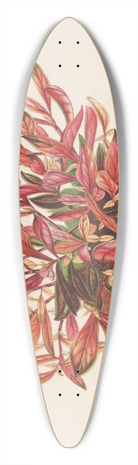 Charles Antoine Lemaire - Alternanthera sessilis var. amna 39.3 inch art pintail longboard deck
