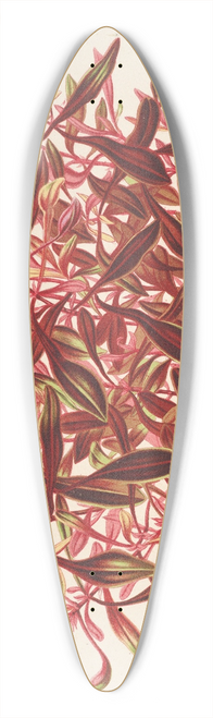 Charles Antoine Lemaire - Alternanthera spathulata 39.3 inch art pintail longboard deck