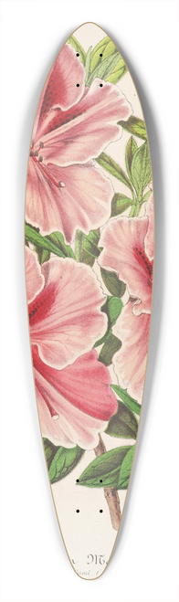 Charles Antoine Lemaire - Azalea indica (hybrida) Madame Verschaffelt 39.3 inch art pintail longboard deck