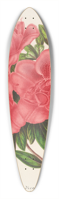 Charles Antoine Lemaire - Azalea (indica, hybrida) William Bull 39.3 inch art pintail longboard deck
