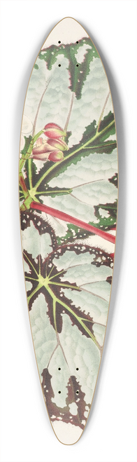 Charles Antoine Lemaire - Begonia Charles Wagner 39.3 inch art pintail longboard deck