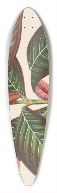 Charles Antoine Lemaire - Campylobotrys Ghiesbreghtii 39.3 inch art pintail longboard deck