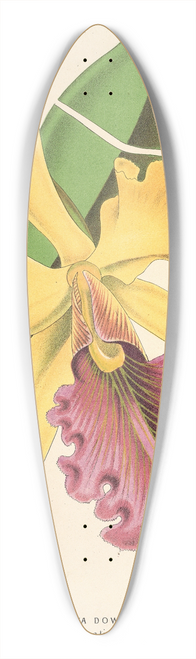 Charles Antoine Lemaire - Cattleya Dowiana 39.3 inch art pintail longboard deck