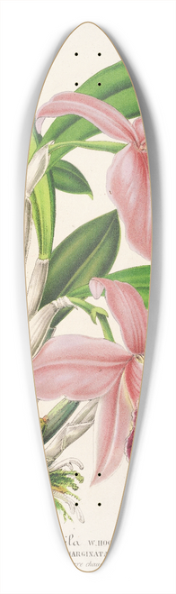 Charles Antoine Lemaire - Cattleya pumila 39.3 inch art pintail longboard deck
