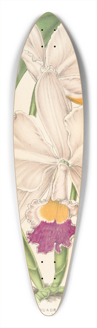 Charles Antoine Lemaire - Cattleya quadricolor 39.3 inch art pintail longboard deck