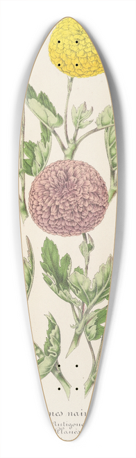 Charles Antoine Lemaire - Chrysanthmes nains prcoces 39.3 inch art pintail longboard deck