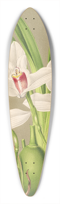 Charles Antoine Lemaire - Maxillaria grandiflora 39.3 inch art pintail longboard deck