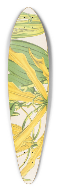 Charles Antoine Lemaire - Methonica grandiflora 39.3 inch art pintail longboard deck