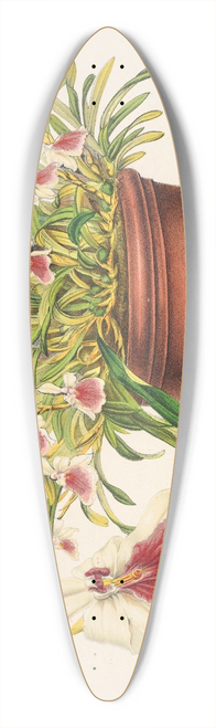 Charles Antoine Lemaire - Miltonia spectabilis 39.3 inch art pintail longboard deck