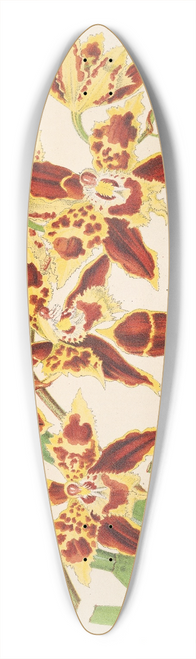 Charles Antoine Lemaire - Odontoglossum luteo-purpureum, var. sceptrum 39.3 inch art pintail longboard deck