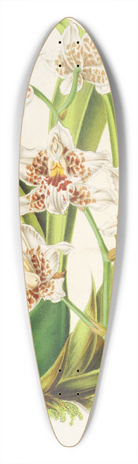 Charles Antoine Lemaire - Odontoglossum maxillare 39.3 inch art pintail longboard deck