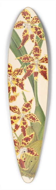 Charles Antoine Lemaire - Odontoglossum odoratum, var. latima-culatum 39.3 inch art pintail longboard deck