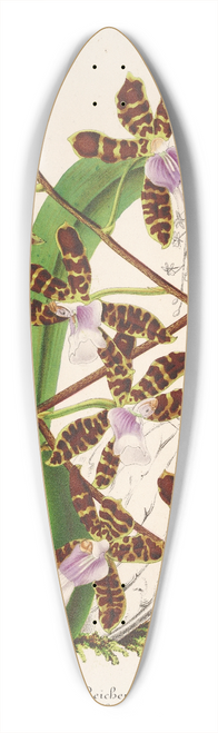 Charles Antoine Lemaire - Odontoglossum Reichenheimii 39.3 inch art pintail longboard deck