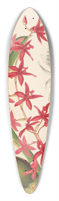 Charles Antoine Lemaire - Odontoglossum roseum 39.3 inch art pintail longboard deck