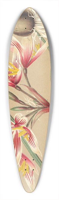 Charles Antoine Lemaire - Placea grandiflora 39.3 inch art pintail longboard deck
