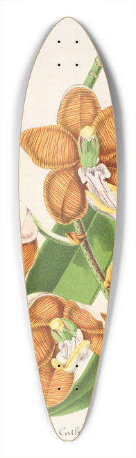 Charles Antoine Lemaire - Vanda Cathearty 39.3 inch art pintail longboard deck