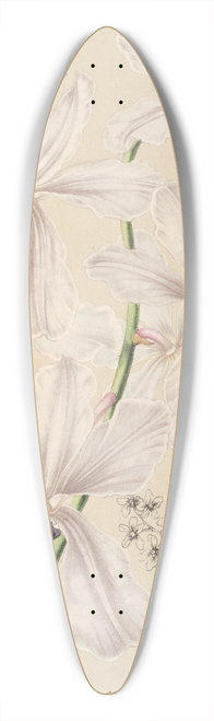 Charles Antoine Lemaire - Vanda crulea 39.3 inch art pintail longboard deck