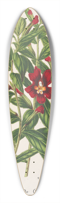 Charles Antoine Lemaire - Varits de Diplacus 39.3 inch art pintail longboard deck