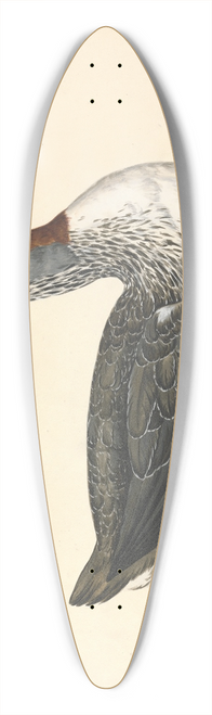 Charles Collins - A Red Throated Diver, June 1742 39.3 inch art pintail longboard deck