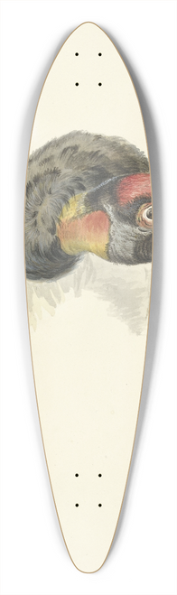 Circle of Franois Levaillant - Kop van een koningsgier (Sarcoramphus papa) 39.3 inch art pintail longboard deck