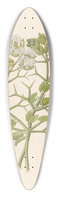 Clemenz Heinrich Wehdemann - 2 species of Carisfa arduina [Carissa haematocarpa] 39.3 inch art pintail longboard deck