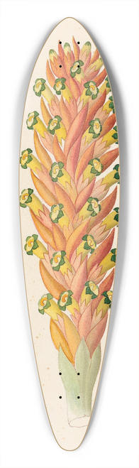 Clemenz Heinrich Wehdemann - Didinamia angiosperma [Harveya hyobanchoides] 39.3 inch art pintail longboard deck