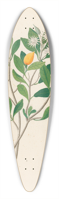 Clemenz Heinrich Wehdemann - Hexand. Mono. [Mimusops obovata] 39.3 inch art pintail longboard deck