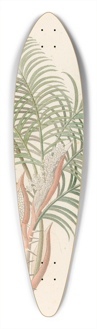 Clemenz Heinrich Wehdemann - Phoenix [Phoenix reclinata] 39.3 inch art pintail longboard deck