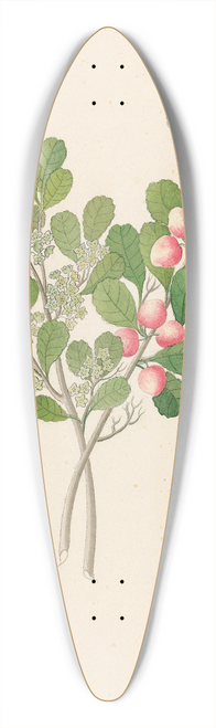 Clemenz Heinrich Wehdemann - Rhamnus [Cassine aethiopica (=Mystroxylon aethiopicum)] 39.3 inch art pintail longboard deck