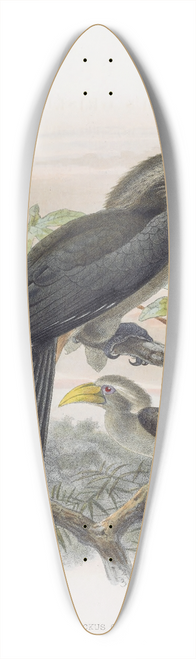 Daniel Giraud Elliot - Tockus griseus 39.3 inch art pintail longboard deck