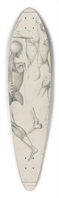 David Humbert de Superville - Diverse anatomische tekeningen: skelet, spieren, etc 39.3 inch art pintail longboard deck