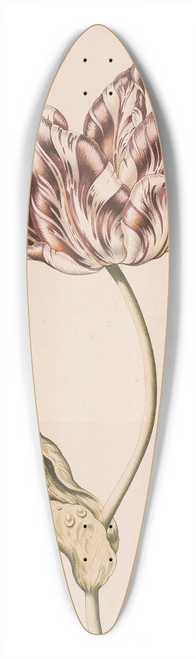 Dutch School - A Purple And White Tulip With Two Moths 39.3 inch art pintail longboard deck