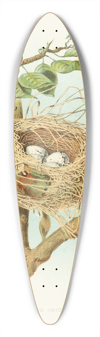 Edwin L. Sheppard - Orchard Oriole 39.3 inch art pintail longboard deck