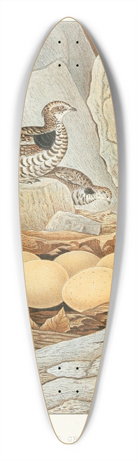 Edwin L. Sheppard - Ruffed Grouse 39.3 inch art pintail longboard deck