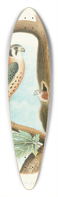 Edwin L. Sheppard - Sparrow Hawk 39.3 inch art pintail longboard deck