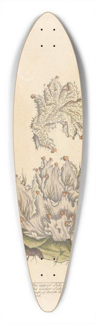Elizabeth Blackwell - Ash-colourd liverwort 39.3 inch art pintail longboard deck
