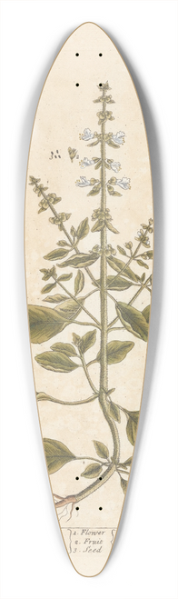 Elizabeth Blackwell - Basil 39.3 inch art pintail longboard deck