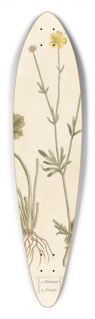 Elizabeth Blackwell - Cron foot 39.3 inch art pintail longboard deck