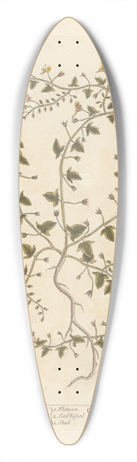 Elizabeth Blackwell - Fluellin or female speedwell 39.3 inch art pintail longboard deck